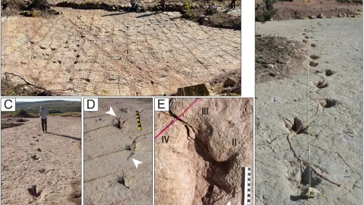 Scientists Uncover 16,000 Dinosaur Footprints on an Ancient Bolivian Coastline—and the Behaviors They Reveal Are Stunning
