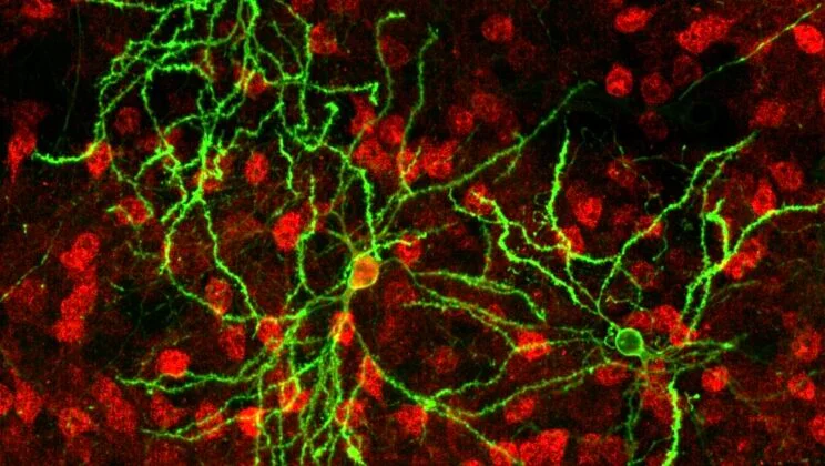 Scientists Map the Hidden “Tree of Thought” Inside Mouse Brains Like Never Before