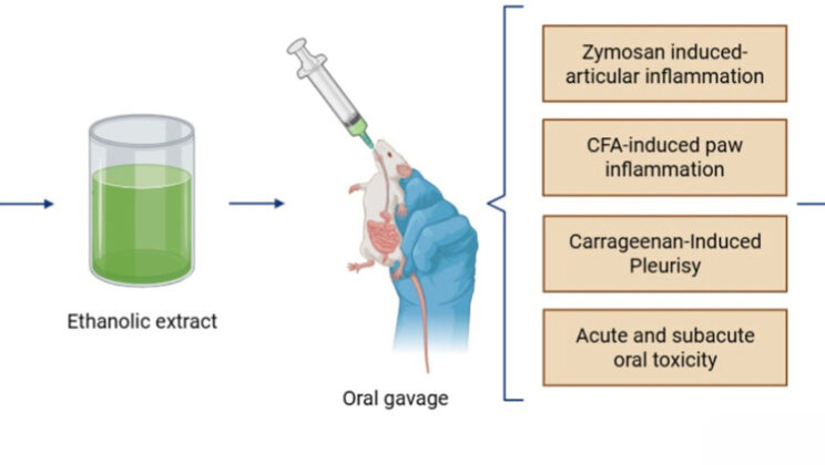This Colorful Coastal Herb Has Been Healing People for Generations Science Finally Knows Why