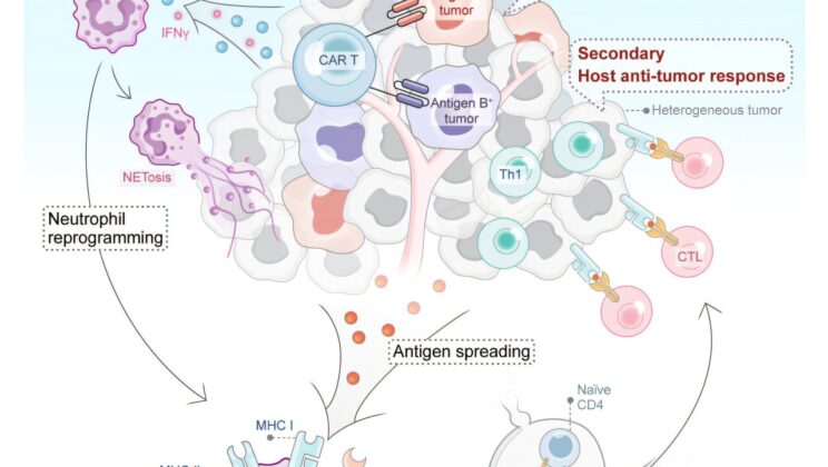 Scientists Taught Cancer-Fighting Cells a New Trick—and Solid Tumors Didn’t Survive