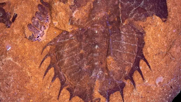 300-Million-Year-Old Horseshoe Crab Fossil Reveals One of the Earliest Known Animal Diseases