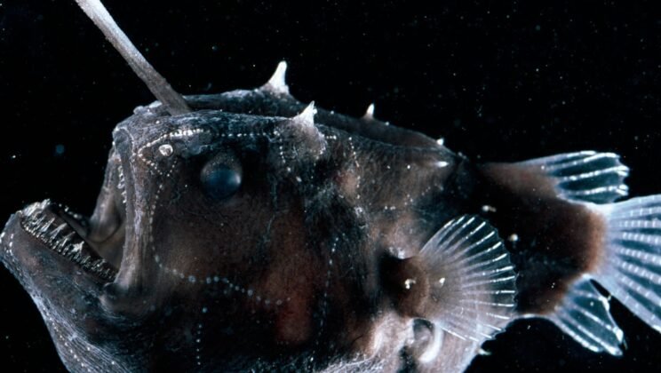 12 Deep-Sea Creatures That Look Like They’re From Another Planet