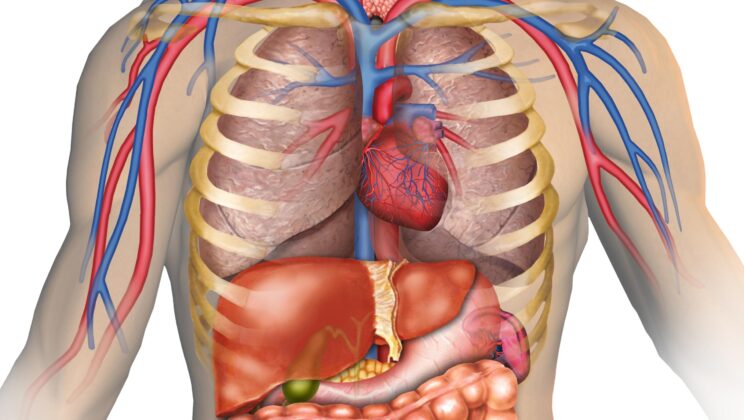 7 Parts of the Body We No Longer Actually Need