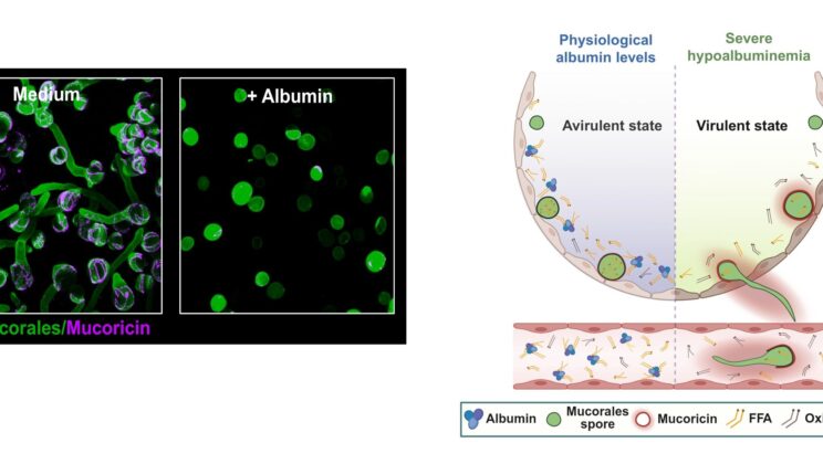 This Common Blood Protein Is Secretly a Superhero Against Deadly Black Fungus