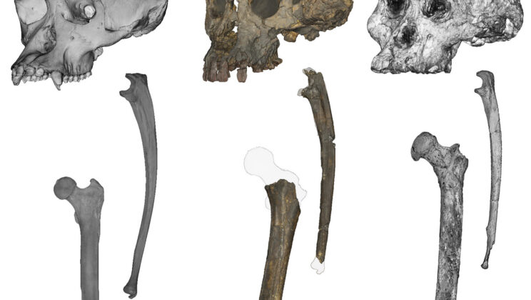 7 Million Years Ago, This Tiny Ape Stood Up—And Changed Our History Forever