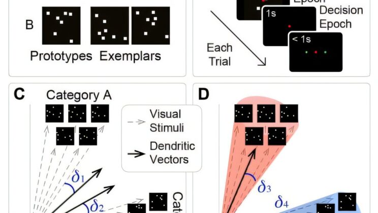 Why Your Brain is Hardwired to Make Mistakes—And Why That’s a Good Thing