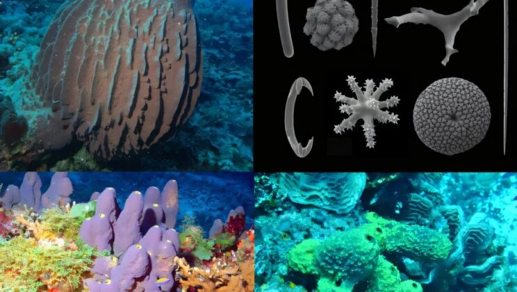 Scientists Finally Found the Ghost Ancestor of the Entire Animal Kingdom