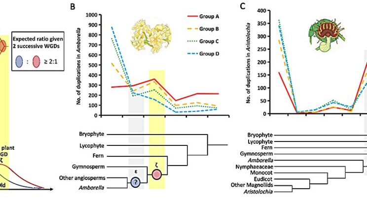 We Thought Flowering Plants Had a Double Genomic Advantage. We Were Wrong