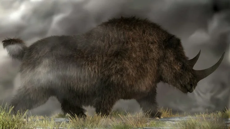 Scientists Found a Woolly Rhino’s Last Meal Inside a 14,000-Year-Old Wolf Pup