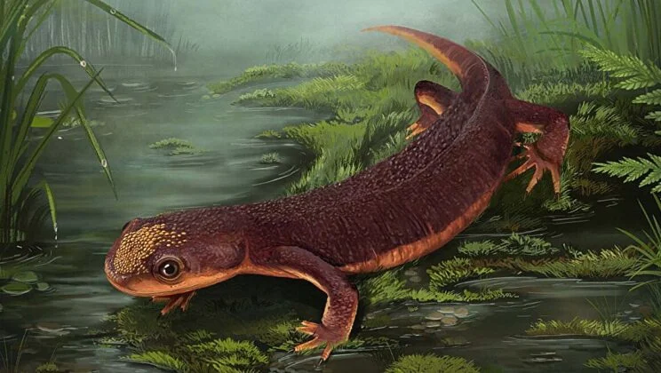 Meet the 5 Centimeter Amphibian That Outlasted the Dinosaurs for Millions of Years