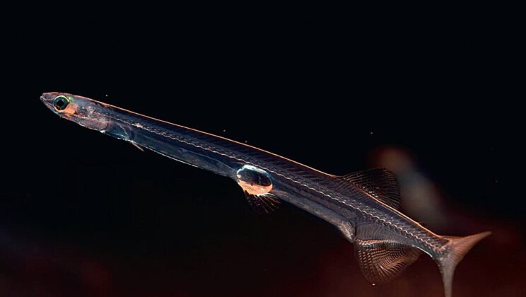 Scientists Thought This Creature Was a One-Off—Then They Found Its Match Halfway Across the Globe