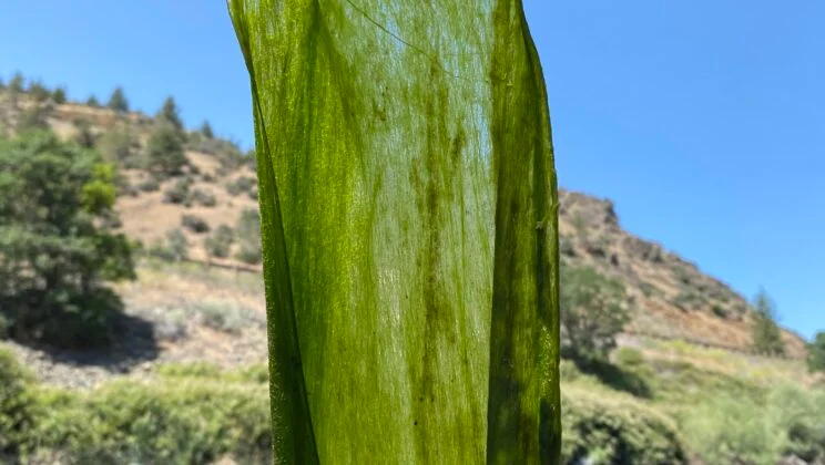 The Massive Green Blooms Choking the West Are Functional Dead Ends