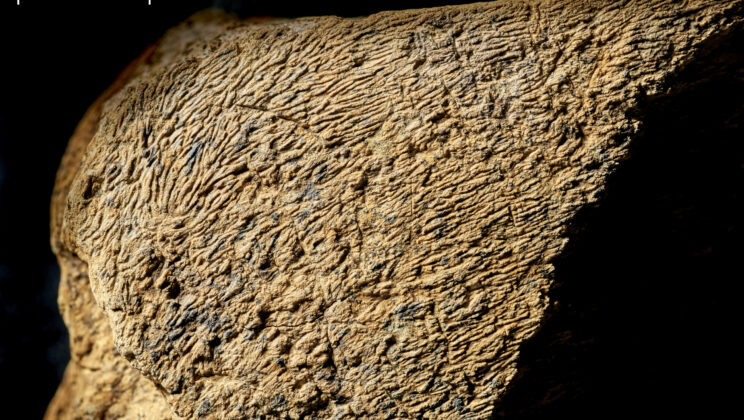 This Unassuming Bone Fragment Just Rewrote 500,000 Years of Human History