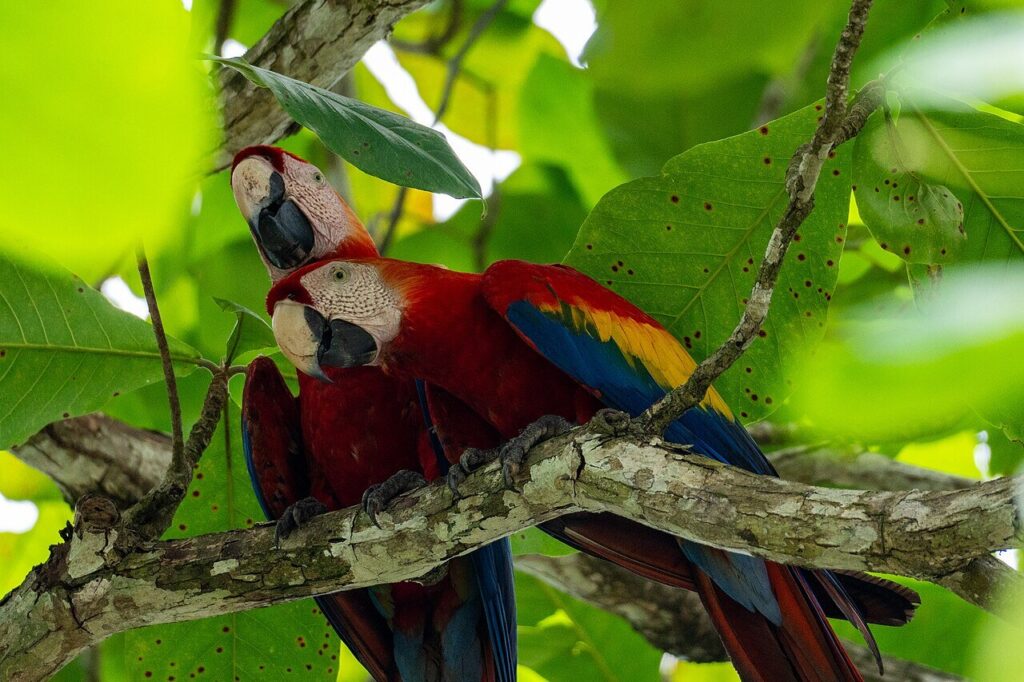 Macaw Roo The 1,000-Year-Old Mystery of the Ancient Canyon’s Secret Macaw Sanctuary
