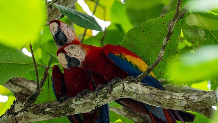 The 1,000-Year-Old Mystery of the Ancient Canyon’s Secret Macaw Sanctuary
