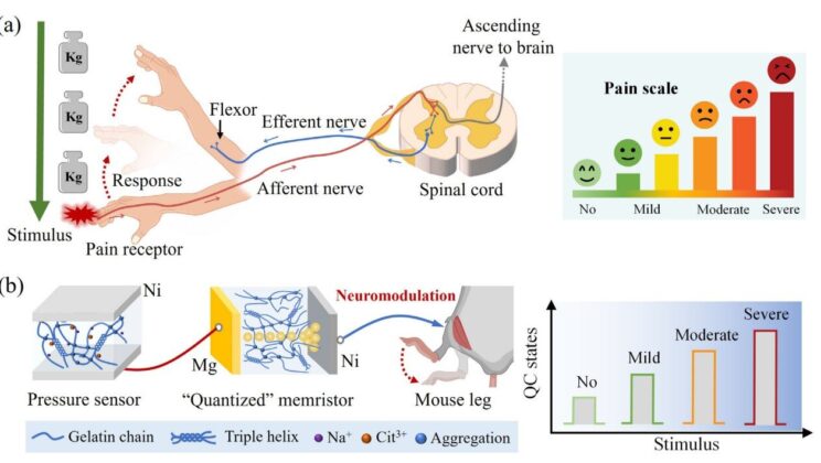 This New Artificial Jelly Can Feel Pain Just Like a Living Creature