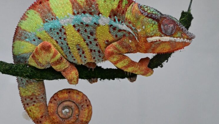 Scientists Found an Ancient Brain Rhythm That Links Your Sleep to 300 Million Year Old Reptiles