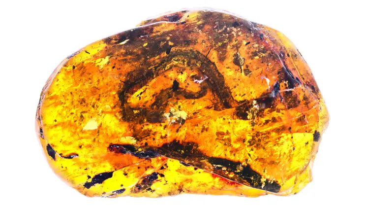 5 Secrets Hidden in Ancient Amber