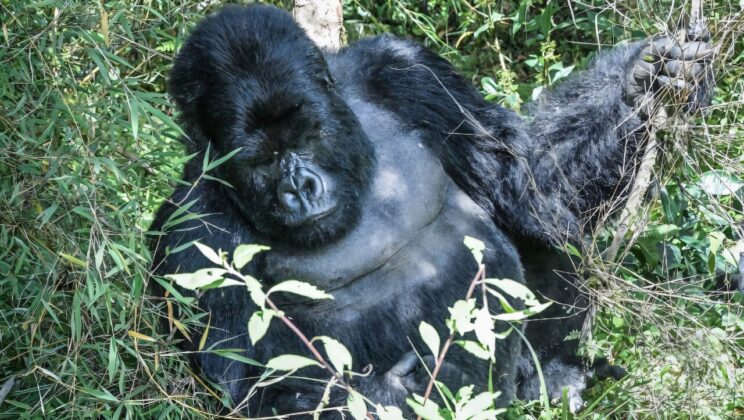 Scientists Discover That Same Sex Behavior in Primates Is a Secret Survival Strategy