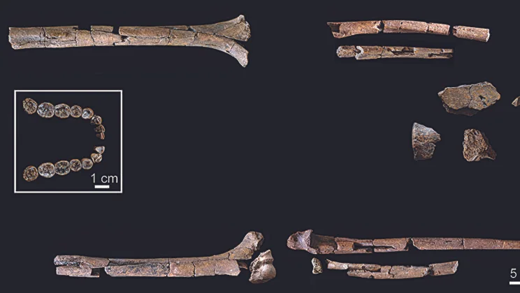 Scientists Finally Found the Missing Body of the World’s Most Elusive Human Relative
