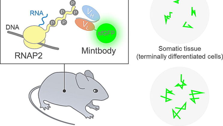 Scientists Created a Living Mouse That Glows Whenever Its Genes Are Active