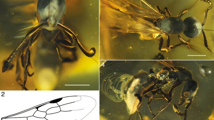 Scientists Finally Discovered the Missing Ancestor of the World’s Most Ordinary Ants