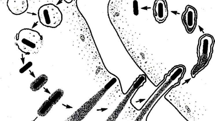 This Deadly Foodborne Bacteria Is Being Reimagined as a Secret Weapon Against Cancer