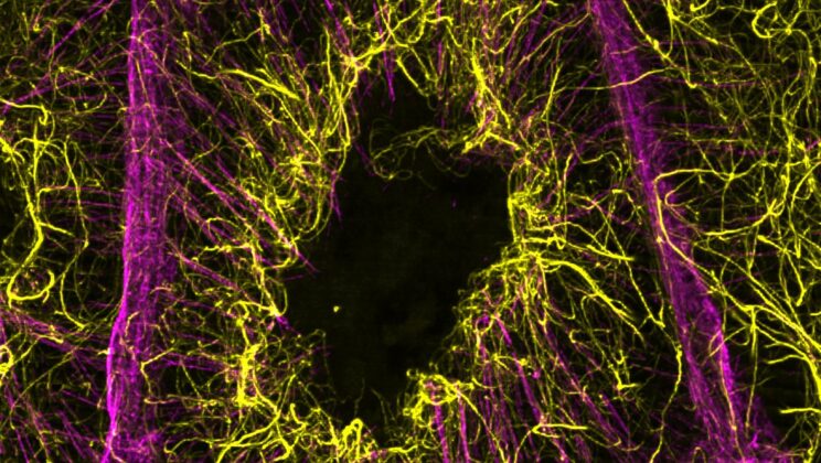 The Ultimate Sacrifice Where Mother Cells Empty Their Entire Souls to Create Life