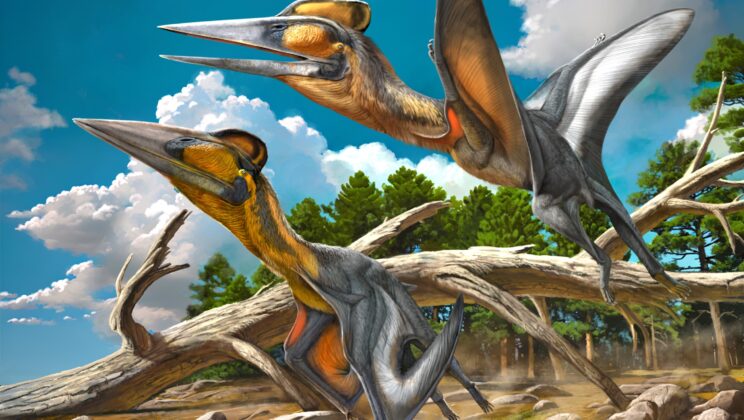 The Scariest Flying Reptiles of the Mesozoic Era