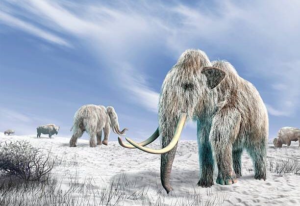 12 Surprising Facts About the Woolly Mammoth