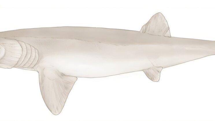 Scientists Discover an Ancient Sharkansas Hidden Beneath the Earth