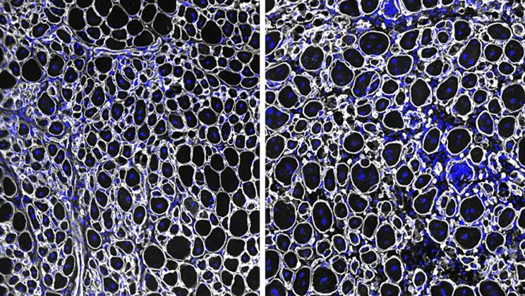 Your Body Might Be Slowing Down Its Own Healing to Save Your Life