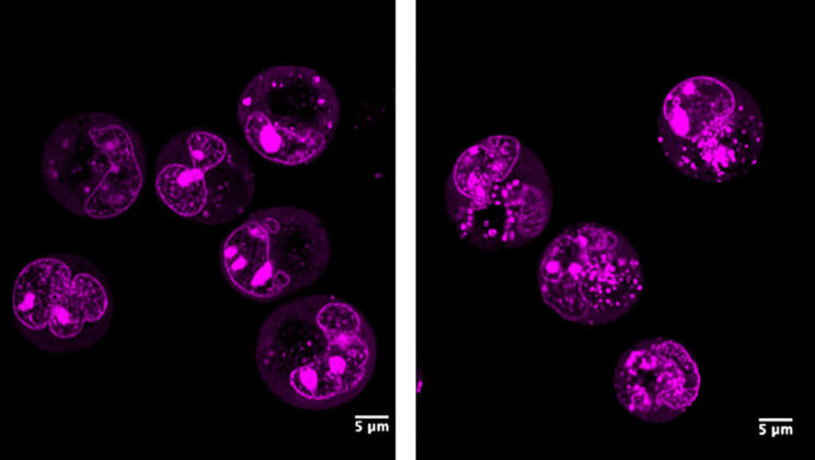 This Hidden RNA Molecule Is the Secret Glue Holding Your Cells Together