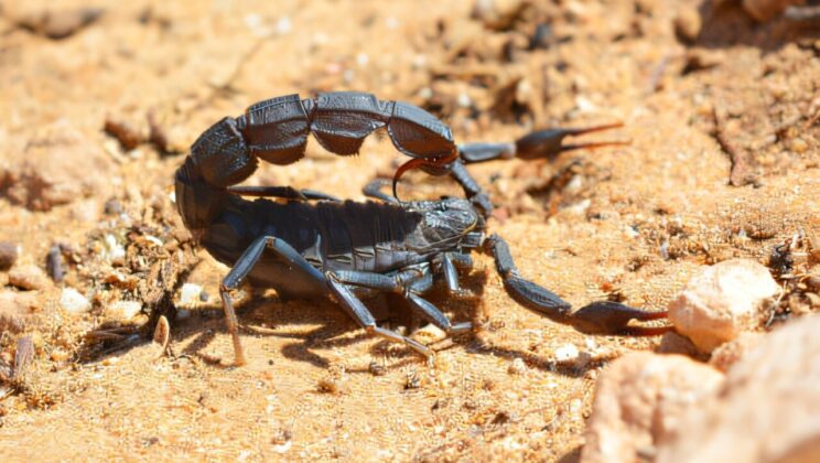 The Ground Beneath Your Feet Predicts Where Deadly Scorpions Are Hiding