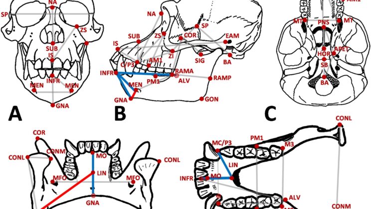 Your Chin Might Actually Be a Biological Accident Rather Than an Evolutionary Tool