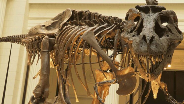 The 5 Most Complete Dinosaur Fossils Ever Found