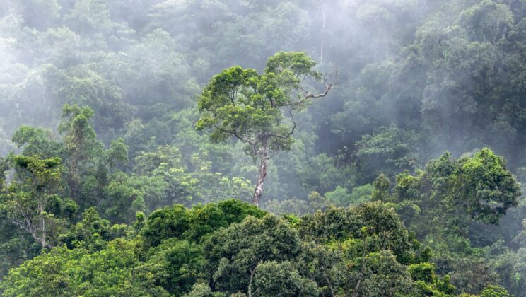Tropical Forests Are Actually Giant Rain Machines Hiding in Plain Sight
