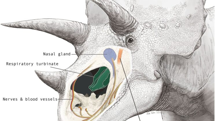 The Secret Air Conditioning System Hidden Inside a Dinosaur’s Giant Nose