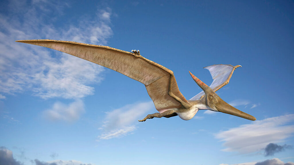 How Did Massive Pterosaurs Actually Take Flight?