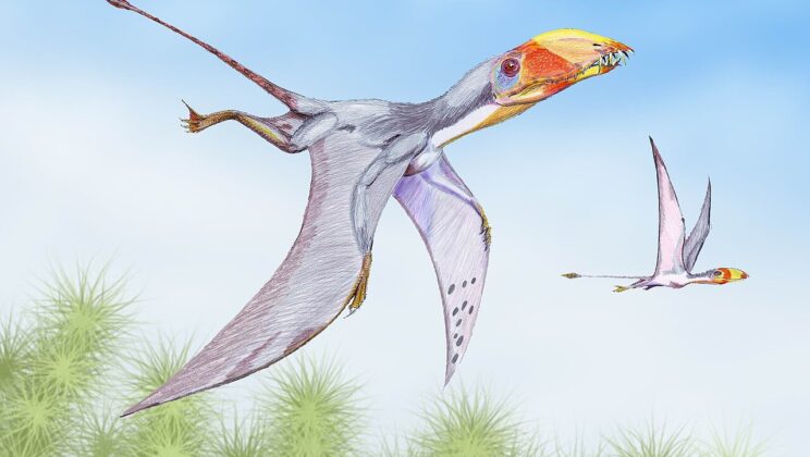 Dimorphodon: The Weird-Looking Flyer of the Early Jurassic