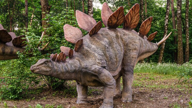 Stegosaurus: The Mystery Behind the Spikes and Plates