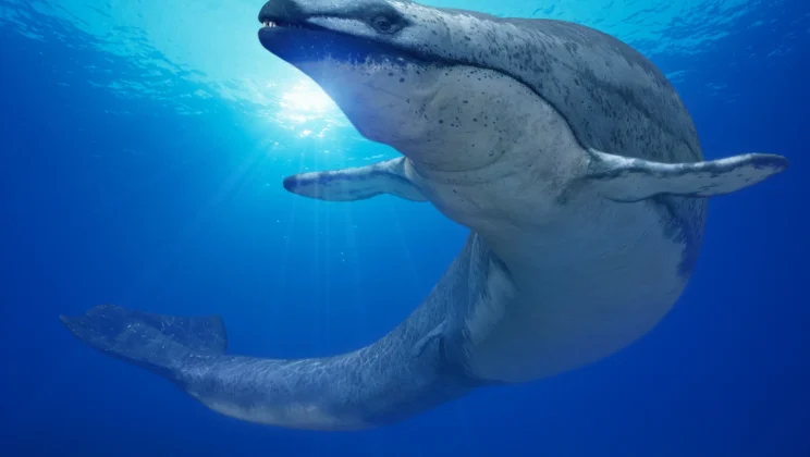 Basilosaurus: When Whales Had Legs and Terrifying Teeth