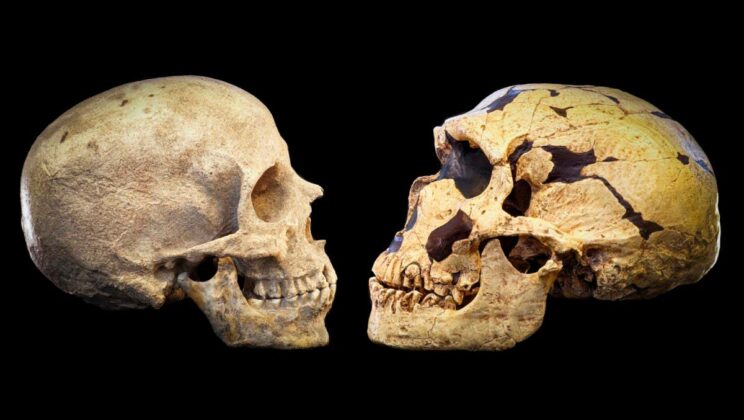Neanderthals vs. Sapiens: Why Did We Survive and They Didn’t?