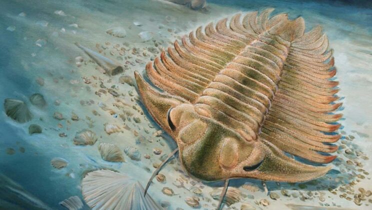 Trilobites: The Most Successful Animals in Earth’s History?