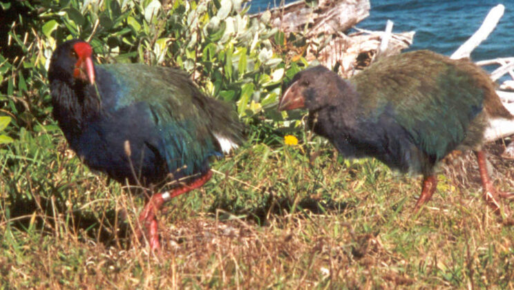 The Mystery of the Lazarus Taxa: Animals That “Came Back” from Extinction