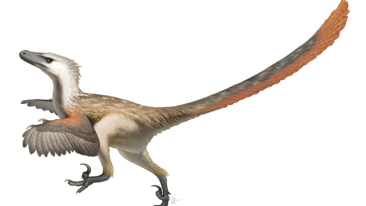 Velociraptor: Small, Deadly, and Feathered Hunters