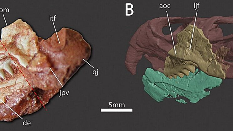 Scientists Found a 233-Million-Year-Old Hatchling That Fits on a Fingertip