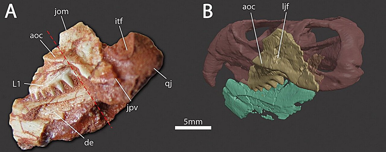 Scientists Found a 233-Million-Year-Old Hatchling That Fits on a Fingertip
