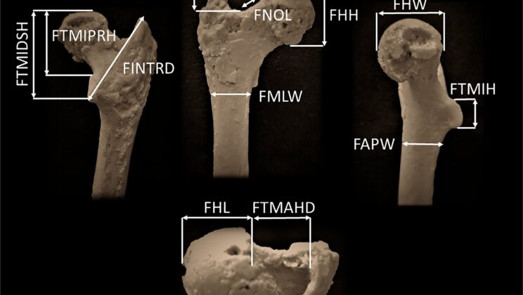 This Ancient European Primate Could Be the Oldest Known Ancestor in the Human Family Tree