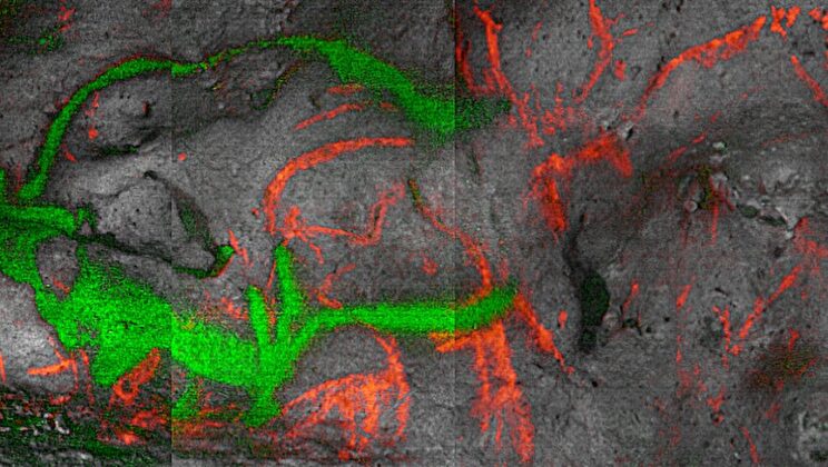 Ancient Artists Left a Secret Ingredient in These Cave Paintings That Just Solved a 15,000 Year Mystery